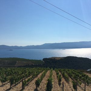 Komarna vineyard