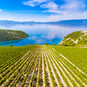 Komarna vineyard