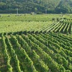 Croatian varieties