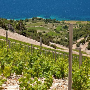 Croatian varieties