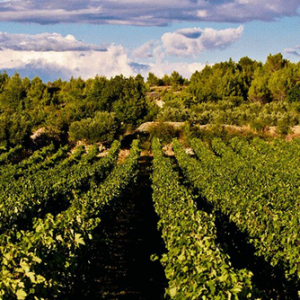 Croatian varieties