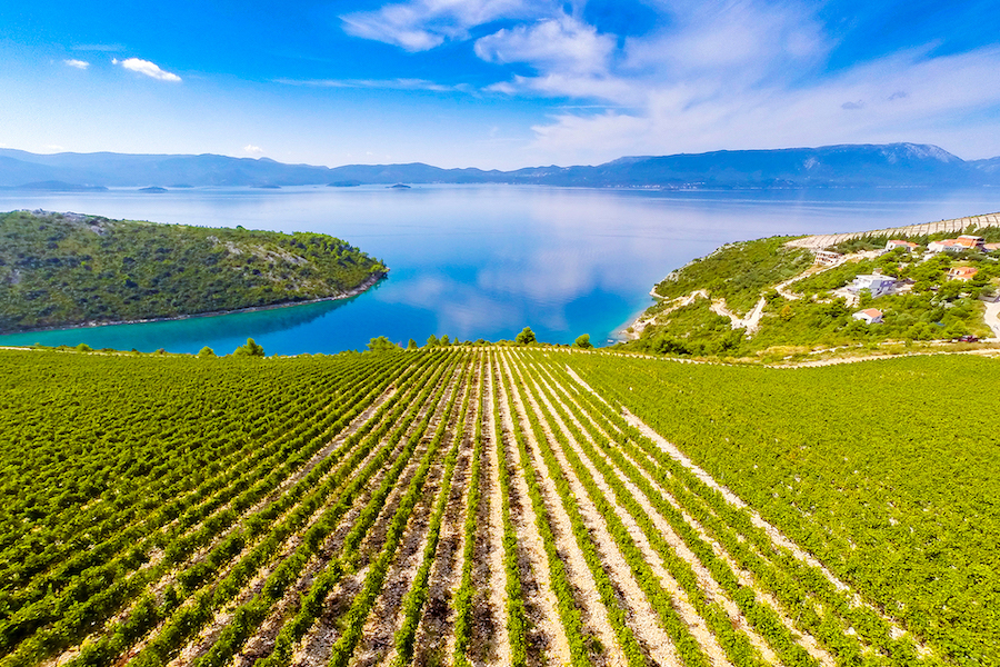 Posjet Volarević vinariji
