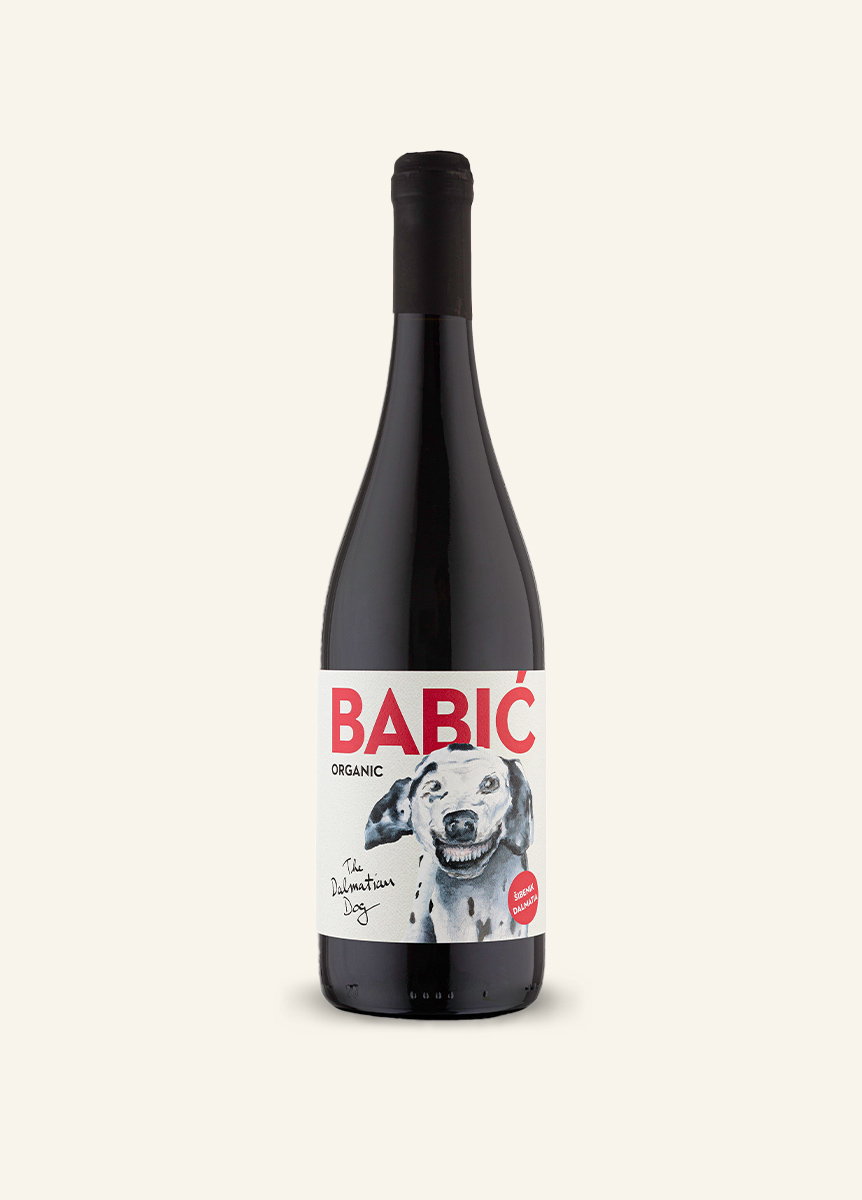 Babić Dalmatian dog